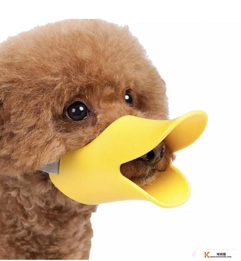 惠比特犬不停叫喊该怎么办