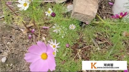 怎样参加选择自组团旅游