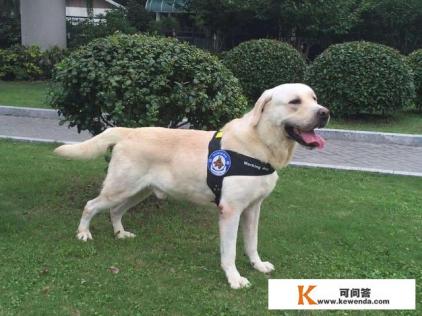 什么狗能成为搜救犬