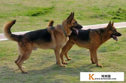 什么狗能成为搜救犬