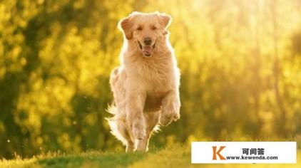 什么狗能成为搜救犬