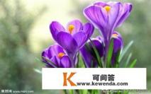 梅兰竹菊四君子中你最欣赏谁？为什么