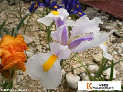 梅兰竹菊四君子中你最欣赏谁？为什么