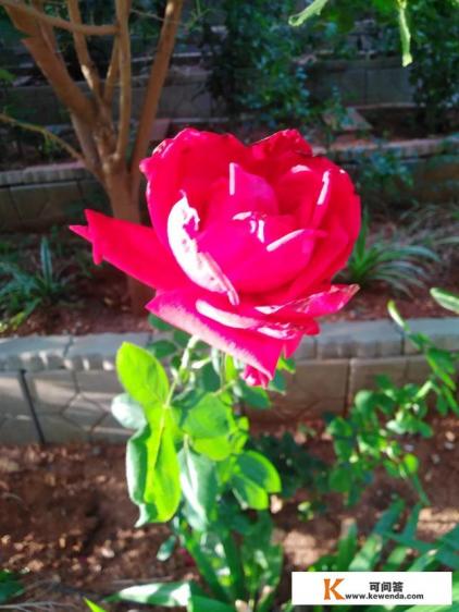 热爱花草旅游摄影算是热爱生活.怎么用语言形容 热爱花草旅游摄影算是热爱生活.怎么用语言形容