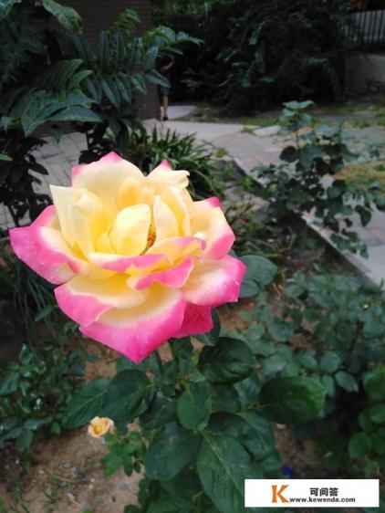 热爱花草旅游摄影算是热爱生活.怎么用语言形容 热爱花草旅游摄影算是热爱生活.怎么用语言形容