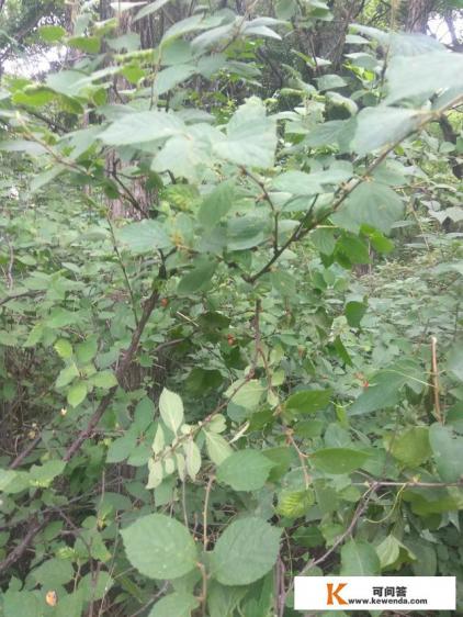 古代民间鬼故事短篇人狐 古代民间鬼故事短篇人狐