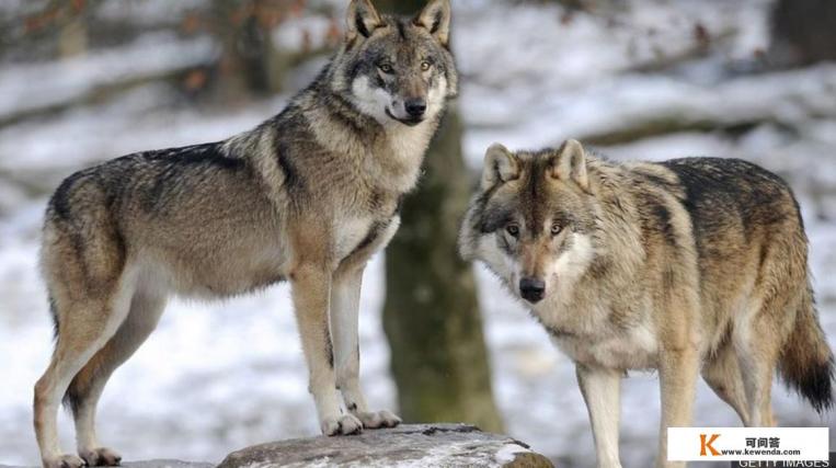 狼一生生几窝 狼一生生几窝